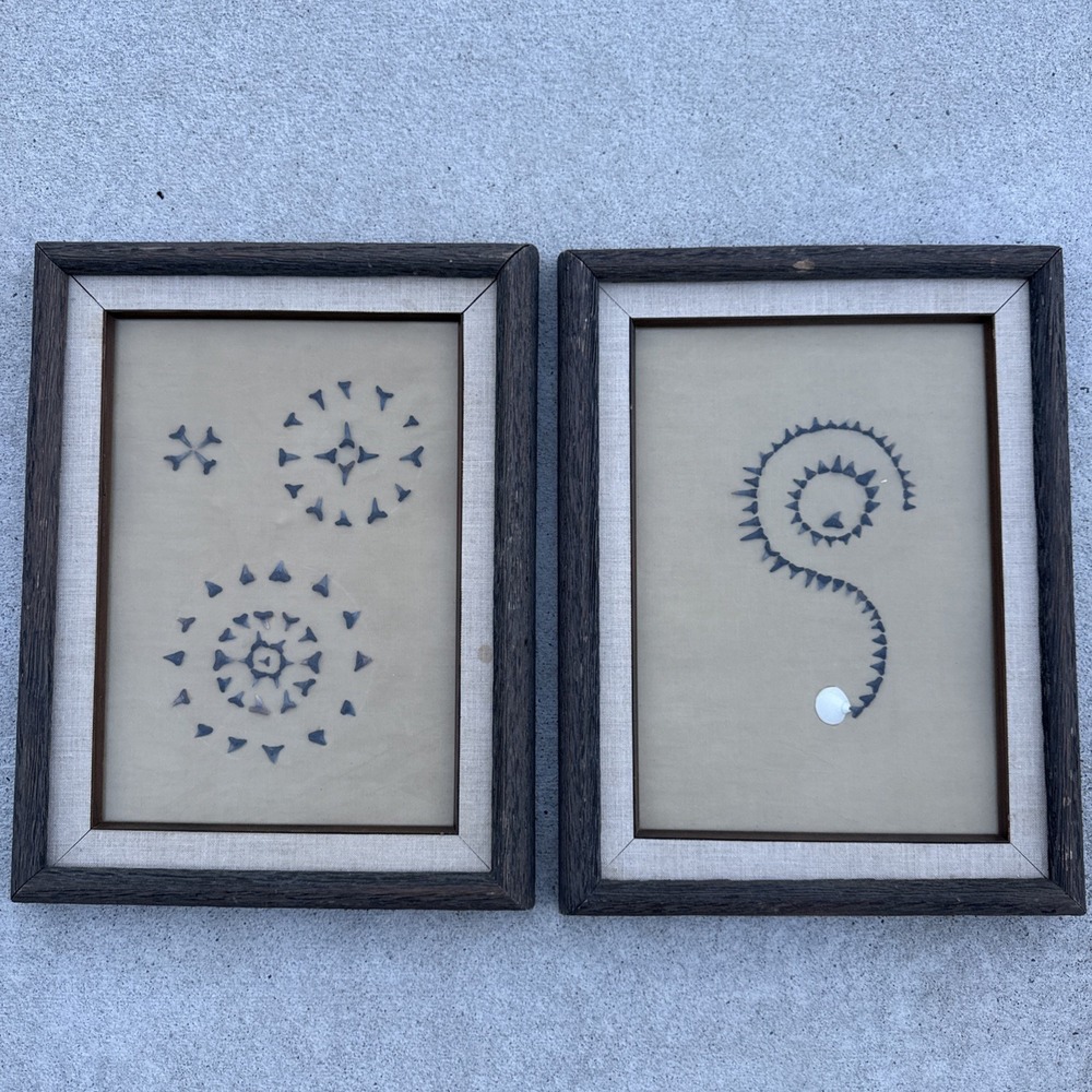 2 Framed Fossil Shark Teeth Display Collection Wall Art
